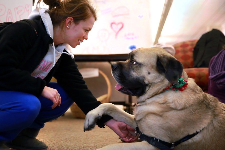 A person kneels down and holds the paw of a large dog.